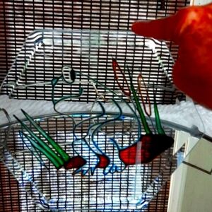 Hand-made    Arylic Painted   Hanging Glass   Frog  Sun Catcher